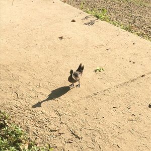 Meet your Posher, Grace